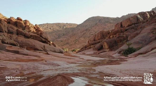 King Salman Royal Nature Reserve incorporates three existing natural reserves (File/@KSRNReserve)