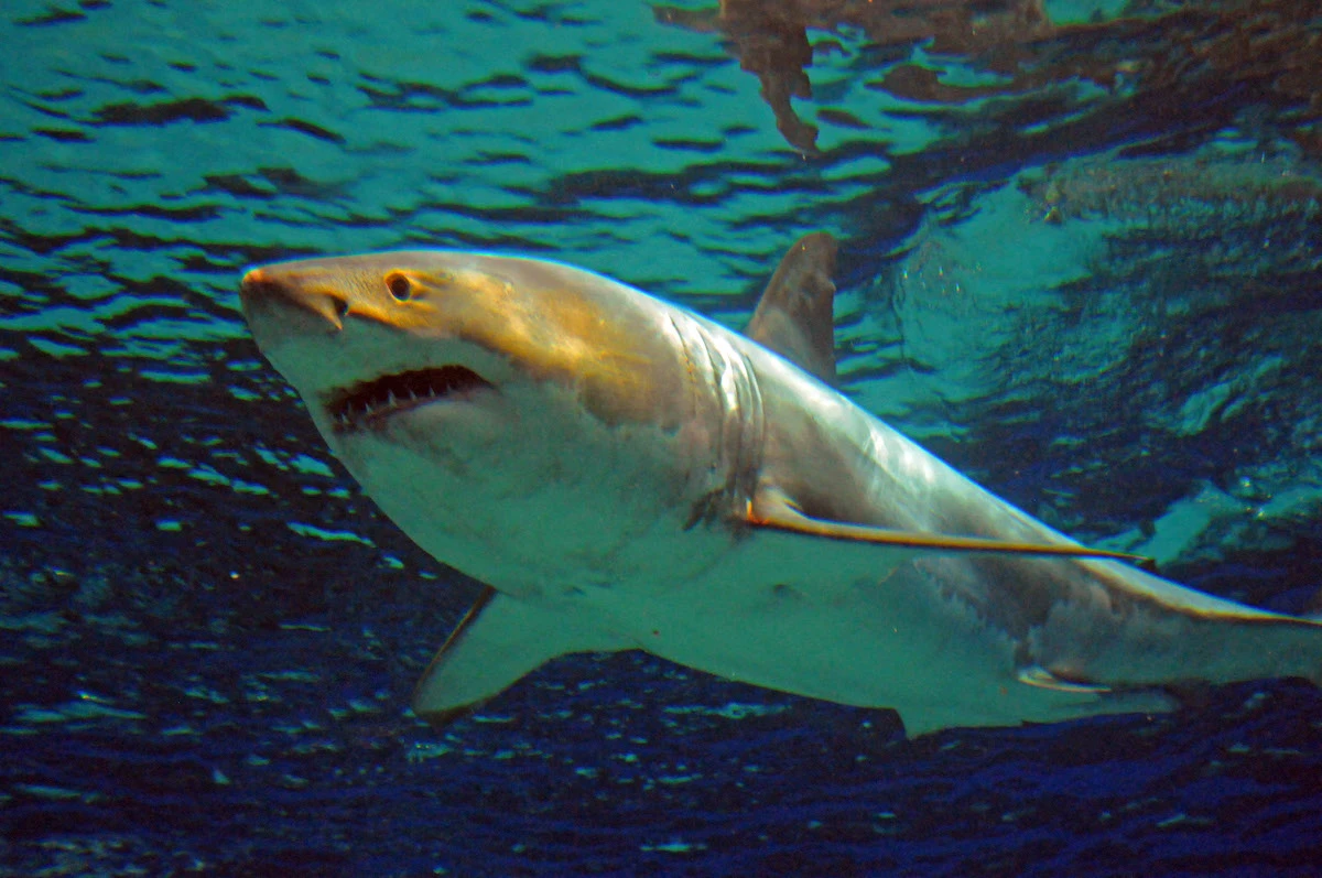 Egyptian woman loses arm in shark attack near Dahab