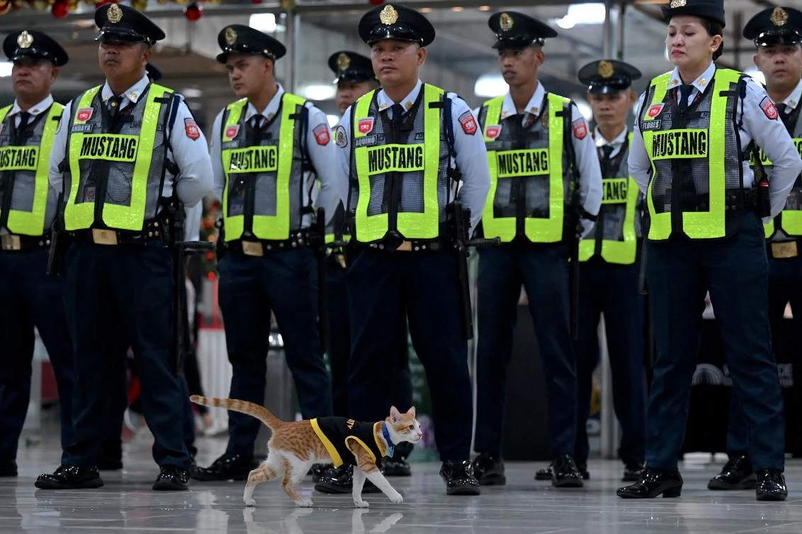 Conan, a six-month-old stray, is one of the lucky moggies unofficially adopted by security guards across the city, where thousands of cats live on the street. (AFP)