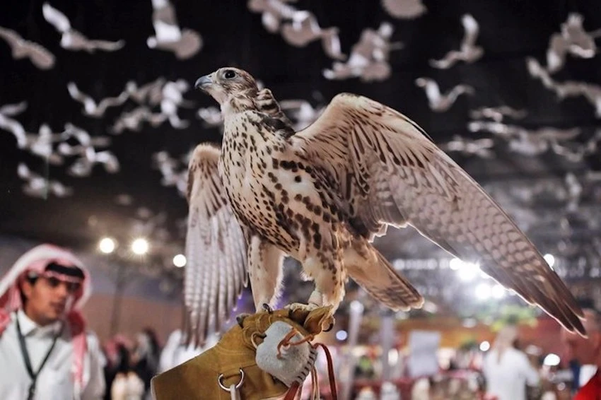 The fifth International Falcons and Hunting Exhibition, a celebration of heritage, innovation, and environmental awareness to kick off on Thursday in Riyadh. (X)