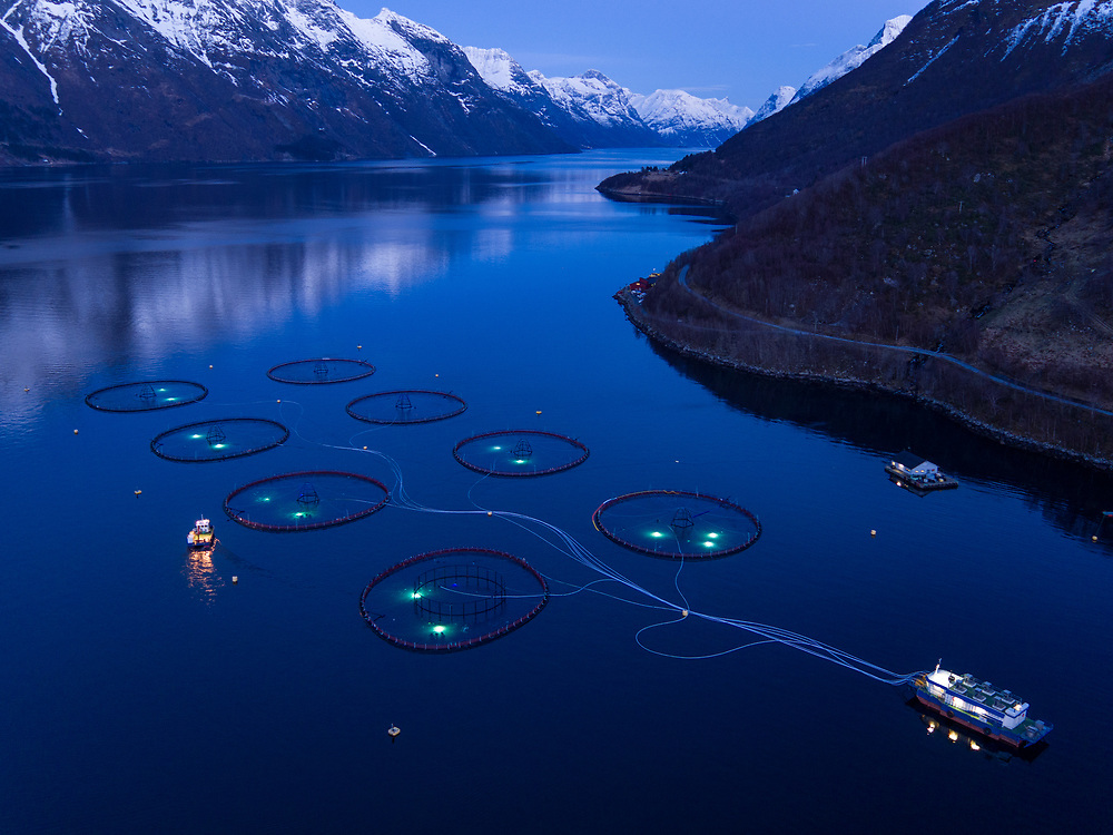 In the pink: Saudis’ love for seafood feeding Norwegian salmon sales