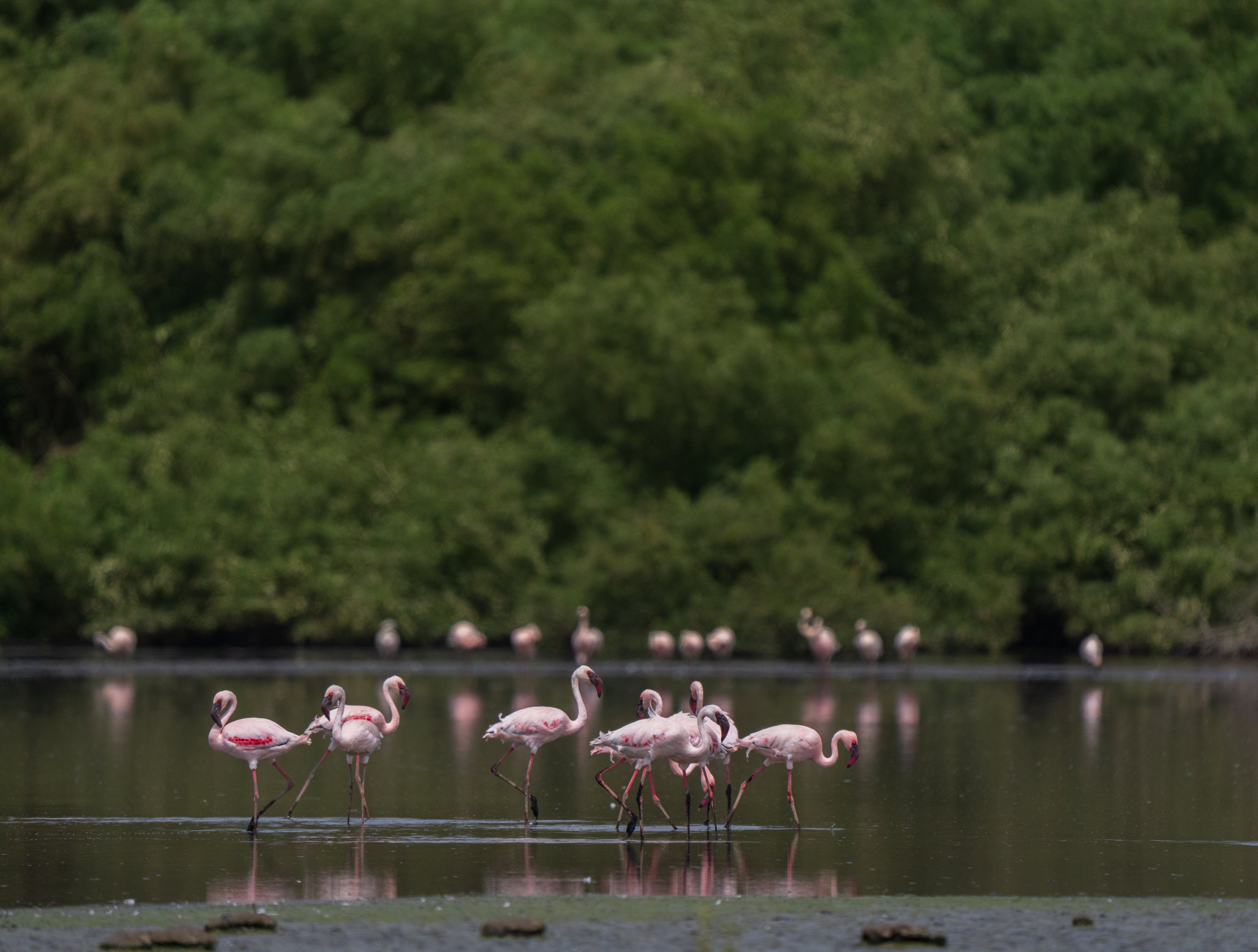 Saudi crown prince: Royal reserve development addresses environmental challenges