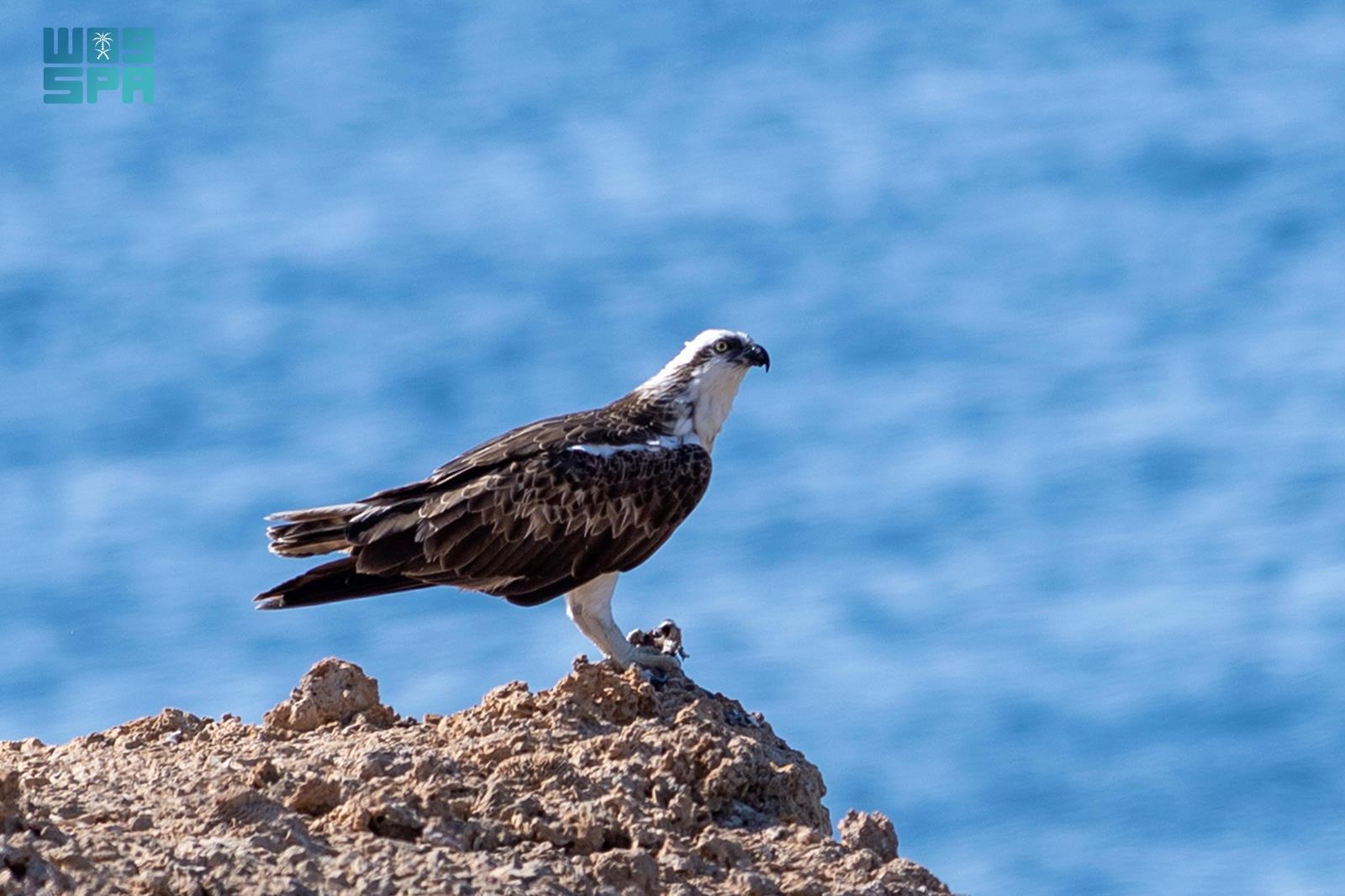 The 700 km coastal strip on the northwest of the Kingdom serves as a transit and breeding ground for seabirds. (SPA)