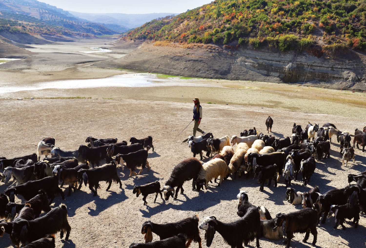 How water scarcity is disrupting agriculture, worsening food insecurity in the Middle East