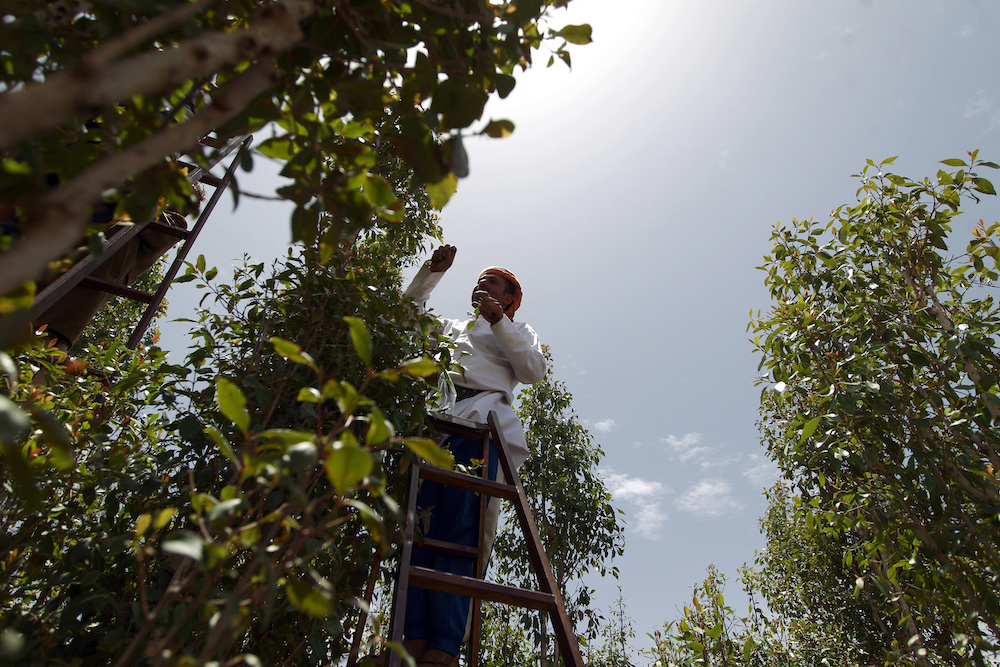 Qat is used as a part of cultural traditions in some Middle East societies. Above, a Yemeni harvests qat on a farm on the outskirts of Sanaa. (AFP file photo)