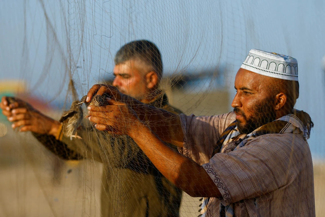 Palestinian men take out migratory quails from a net on a beach, as catching migratory quails offers seasonal jobs for some unemployed Gazans, in Khan Younis, in the southern Gaza Strip, Sept. 30, 2023. (Reuters)