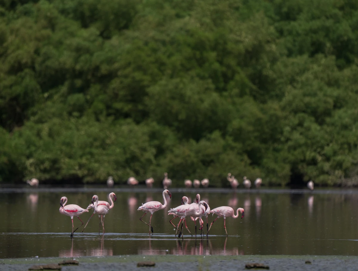 Saudi crown prince: Royal reserve development addresses environmental challenges
