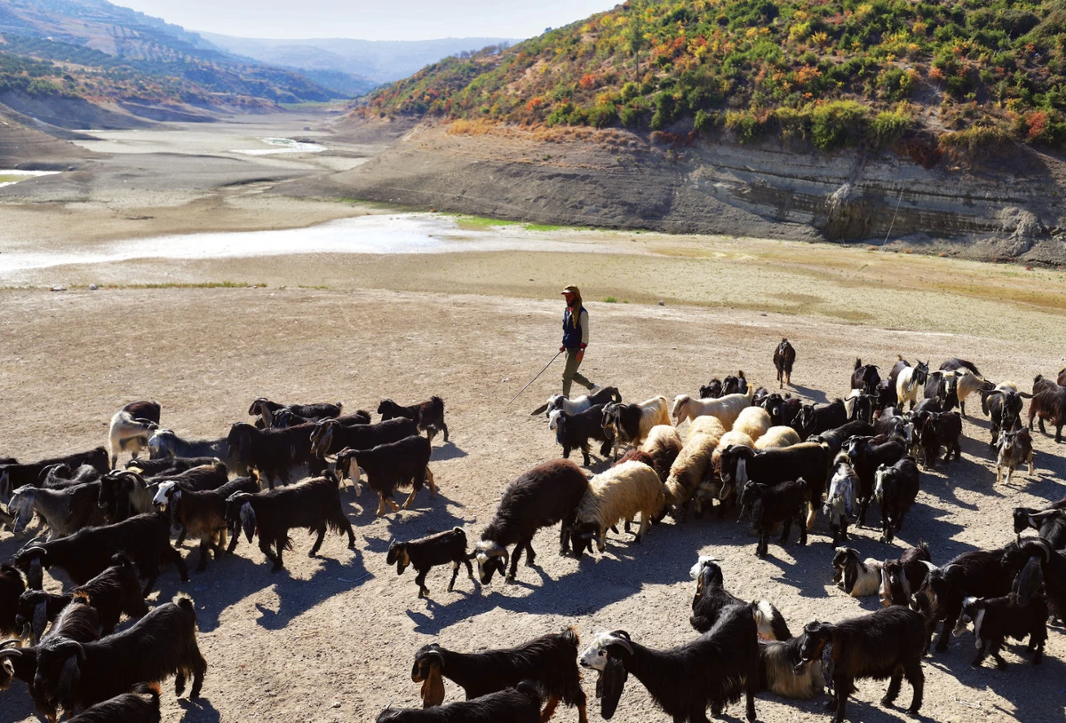 How water scarcity is disrupting agriculture, worsening food insecurity in the Middle East