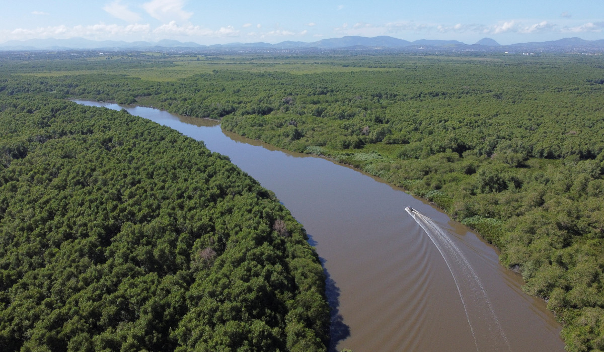 Mangroves: the human and climate savior
