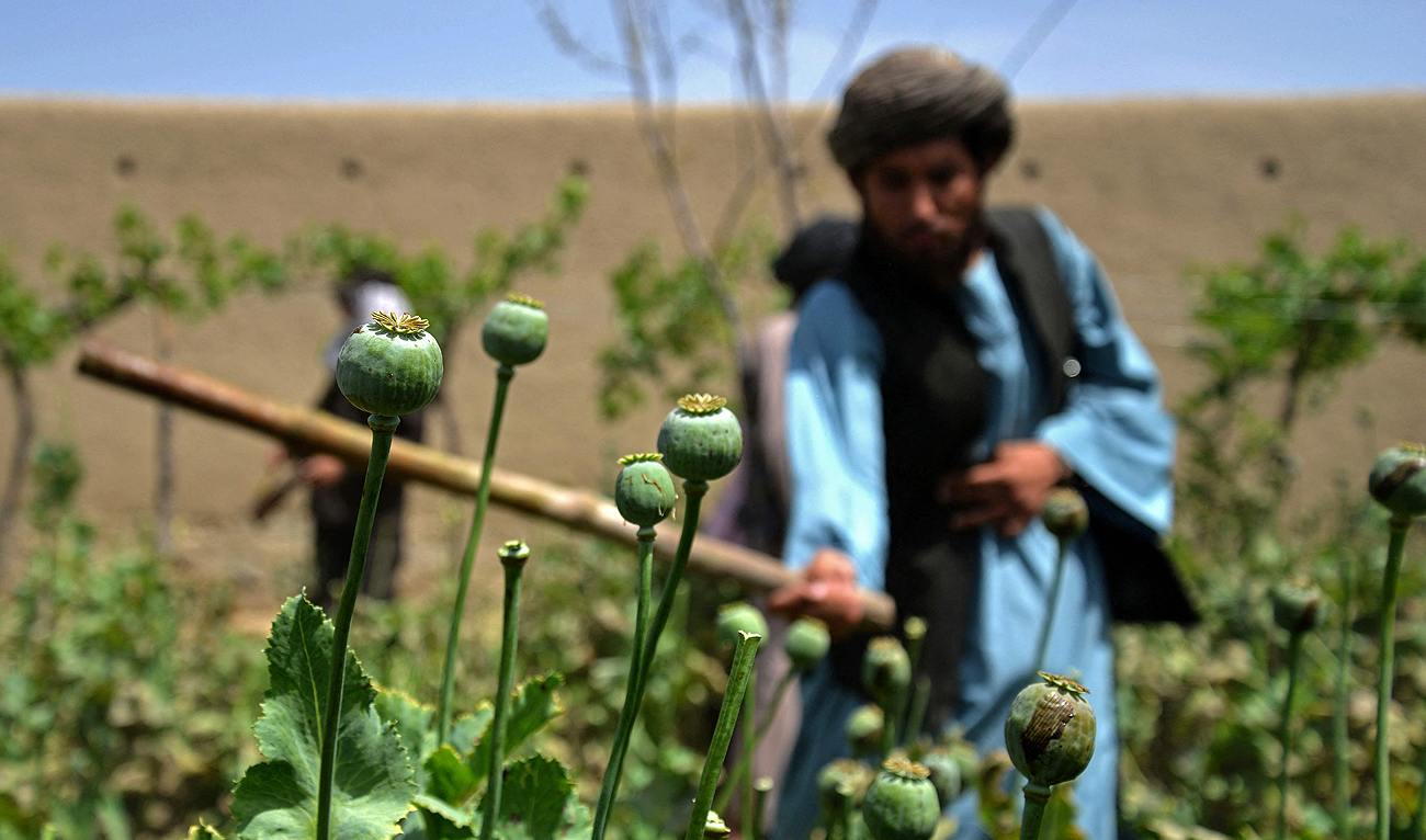 In this photograph taken on April 11, 2023, a Taliban security personnel destroys a poppy plantation in Sher Surkh village of Kandahar province. (AFP/File)