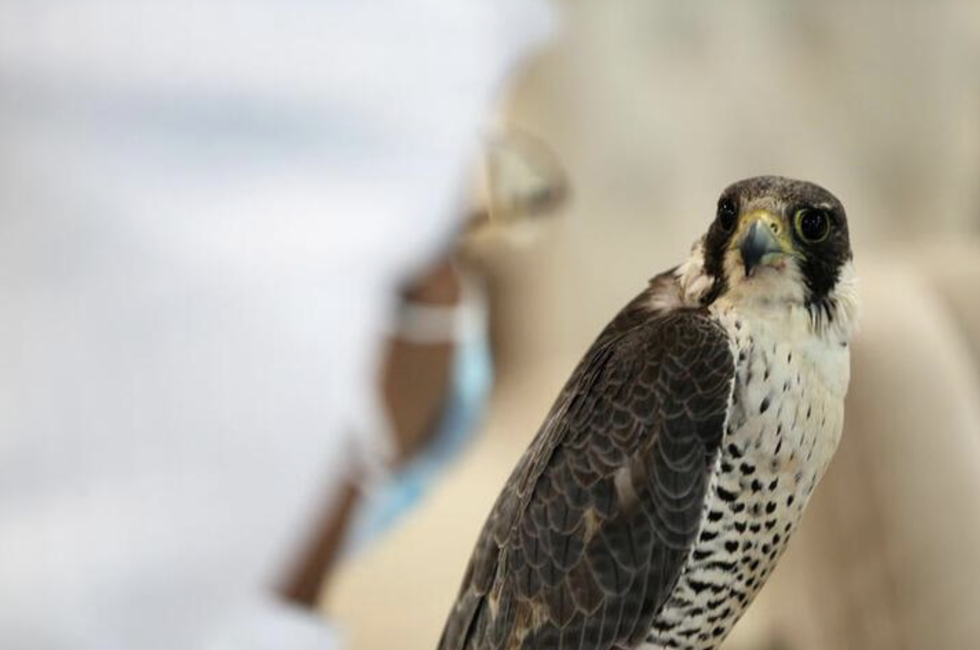 The proceeds from the auction will go toward supporting investment in falcons, holding further auctions, and organizing the buying and selling processes. (Reuters/File Photo)