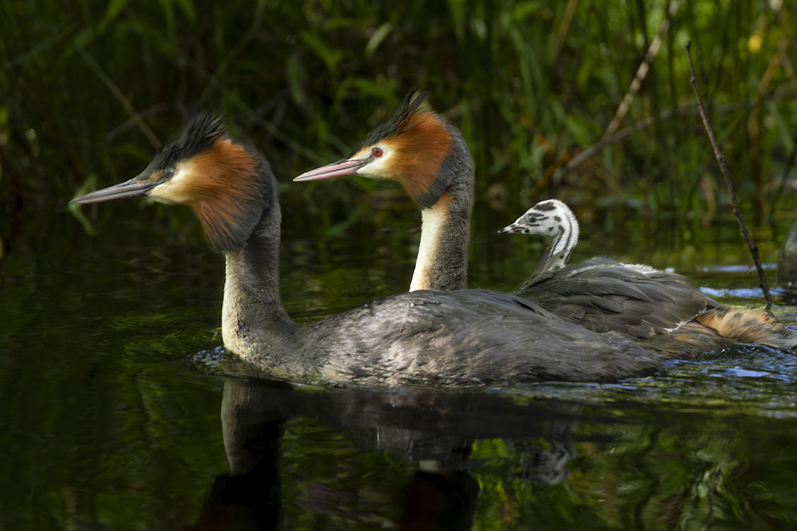 New Zealand vote for Bird of the Century marred by ‘American interference’