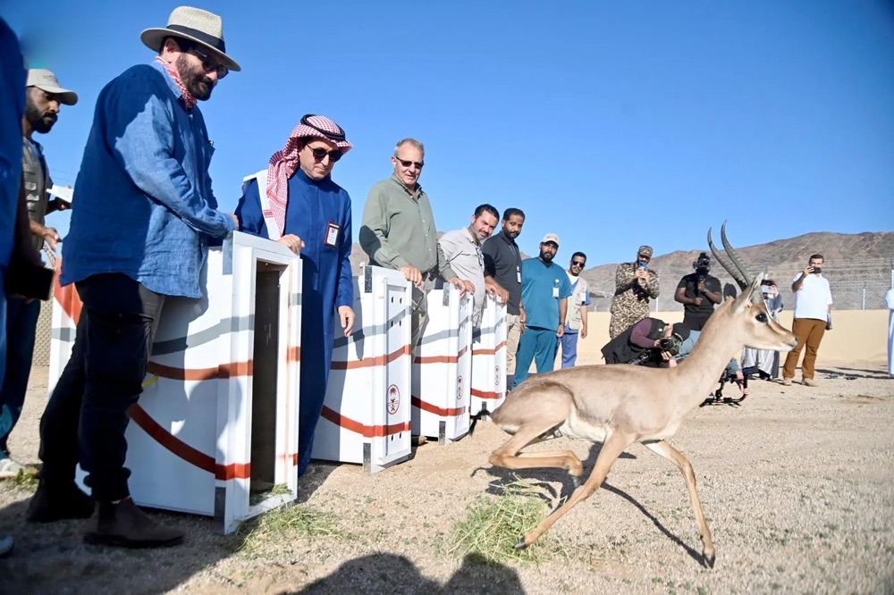 The program’s primary mission is to reintroduce endangered local species to their natural habitats. (SPA)
