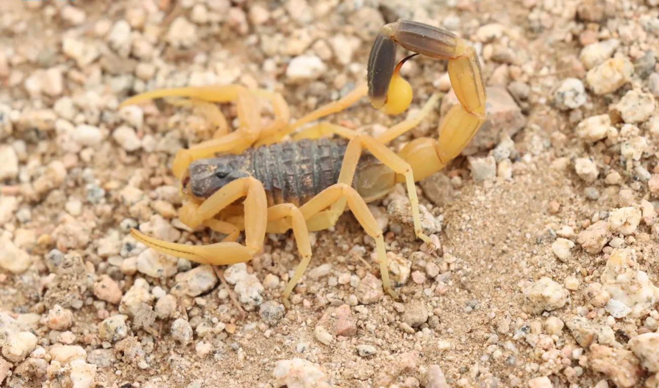 The finding, based on a morphological description and genetic analysis, was published in the international scientific journal ZooKeys. (SPA)