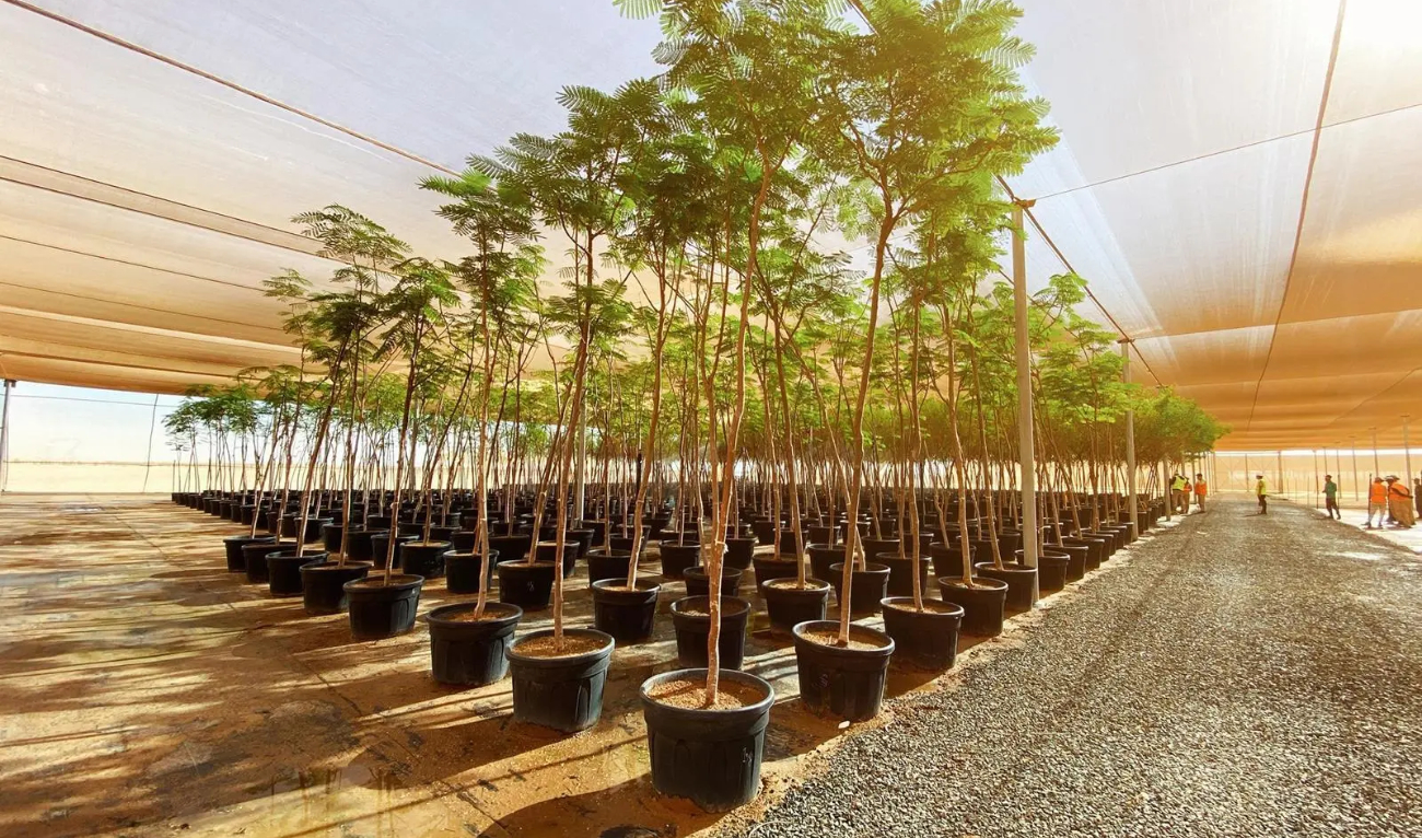 The majority of plants in the nursery are indigenous species perfectly adapted to the climate of the Red Sea, encompassing coastal and surrounding inland conditions. (SPA)