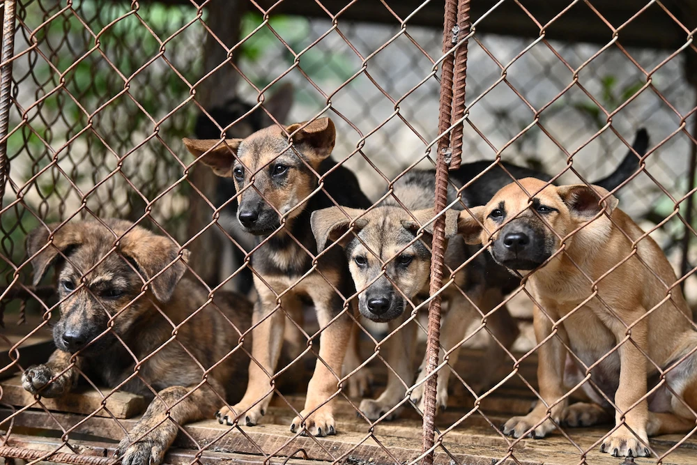 More than 40 dogs, including a litter of 10-day-old puppies, were set free from a slaughterhouse in Vietnam on November 3 after its owner quit the dog meat trade. (AFP)