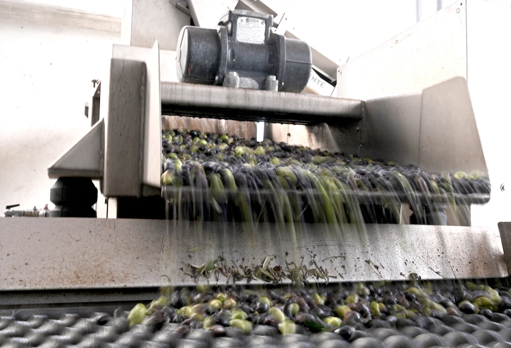Olives are processed to make Olive oil at a mill in Palombara Sabina, in the Lazio region on October 30, 2023. Producers of olive oil are worried about a decrease of the harvest after extreme weather during summer in many regions of central Italy. (AFP)