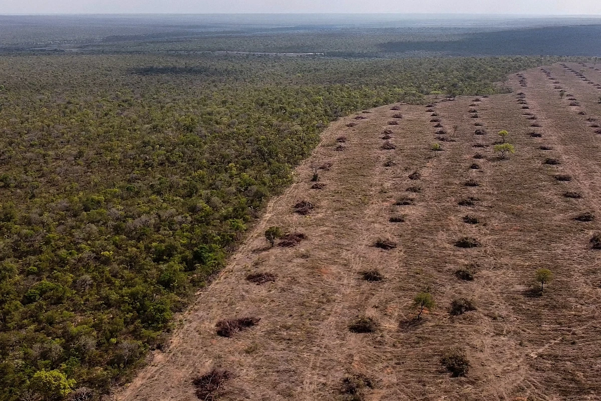 The world has lost nearly one-third of its forests, an area twice the size of the US (File/AFP)