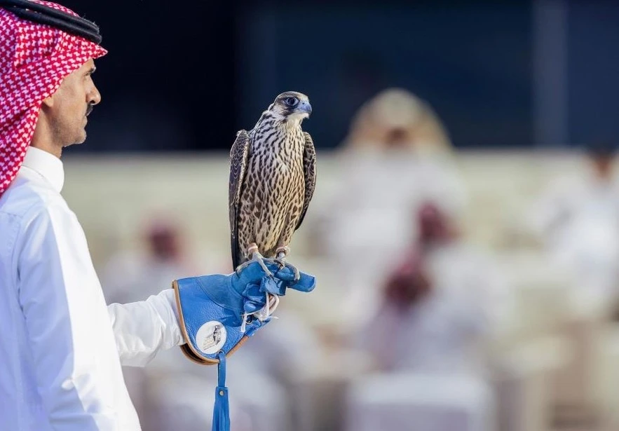 Four falcons were offered by the Shaheen Farkh, a category of Saudi owners, for SR351,000. (SPA)