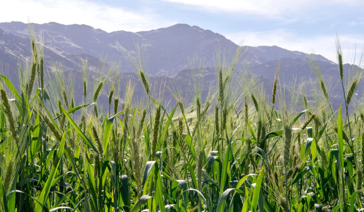 The concurrent exhibition will showcase the latest innovations and products in the field of sustainable agriculture from more than 35 companies and organizations. (SPA)