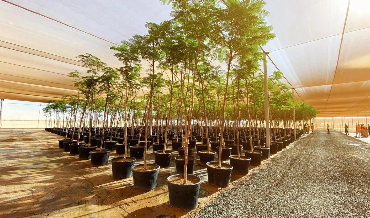 The majority of plants in the nursery are indigenous species perfectly adapted to the climate of the Red Sea, encompassing coastal and surrounding inland conditions. (SPA)