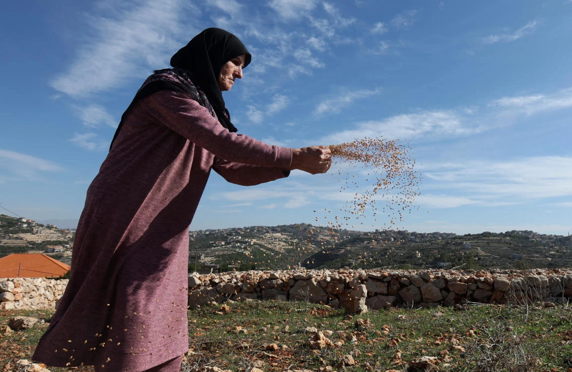 Zaynab Suweidan, a farmer, scatters wheat grains in a field, which has seen a period of relative calm due to a truce between Hamas and Israel that has informally extended to Lebanon and brought a pause to weeks of cross-border shelling, in the village of Yater on Nov. 30, 2023. (Reuters)