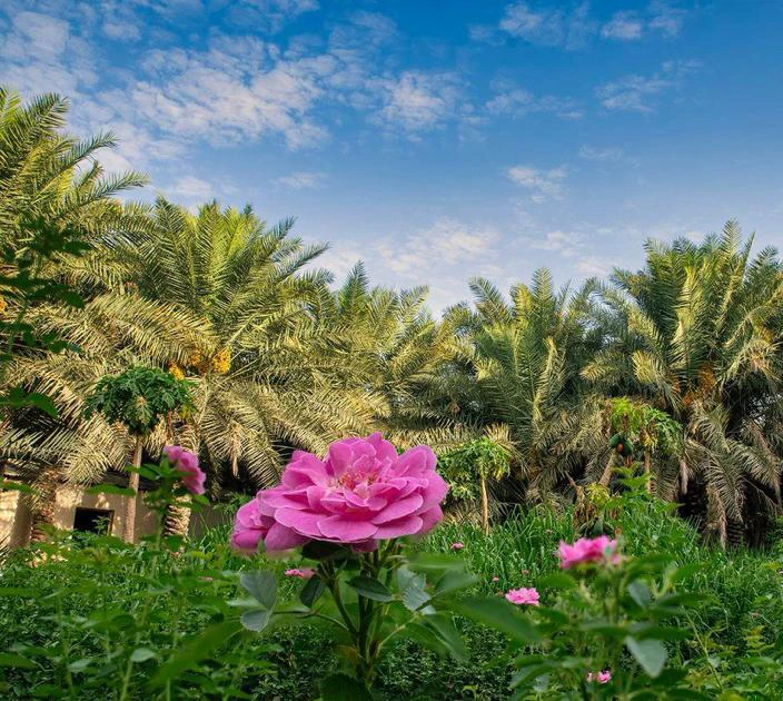 Rose farm