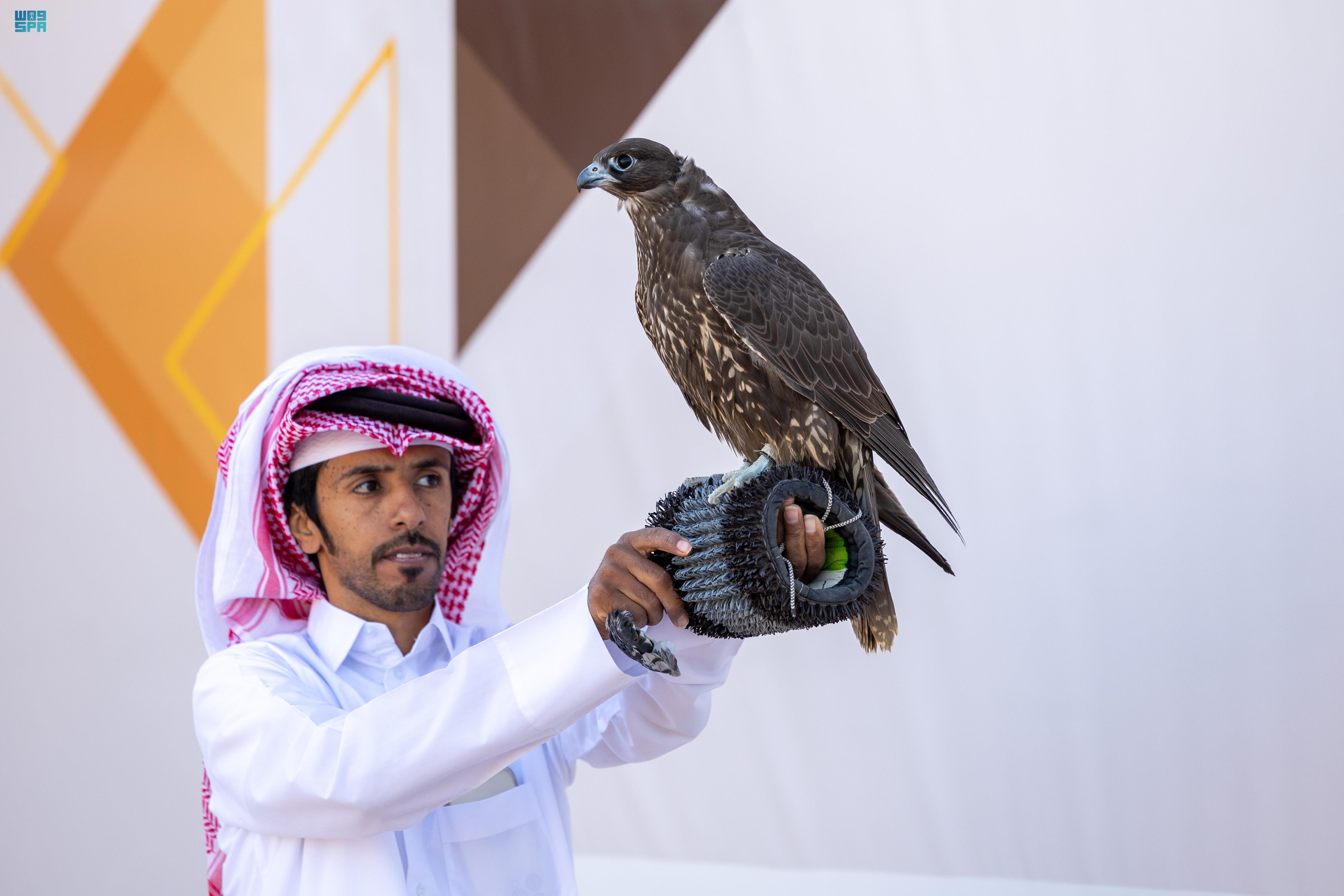 Feathers fly at falcon festival