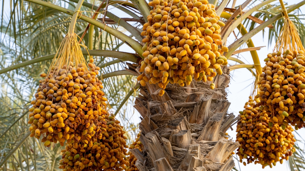 Dates hanging from the tree at a date plantation in Saudi Arabia. Shutterstock.