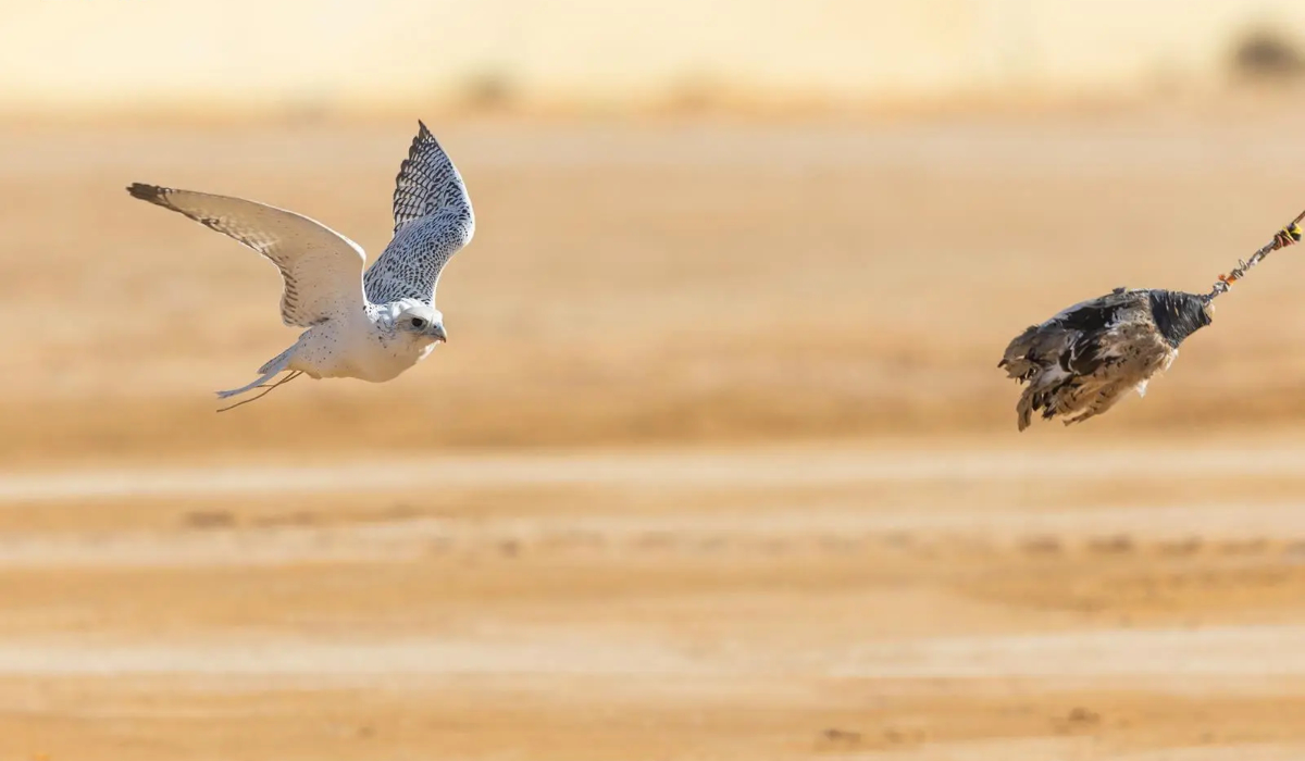 The King Abdulaziz Falconry Festival has attracted exceptional numbers since its launch in 2019. (SPA)