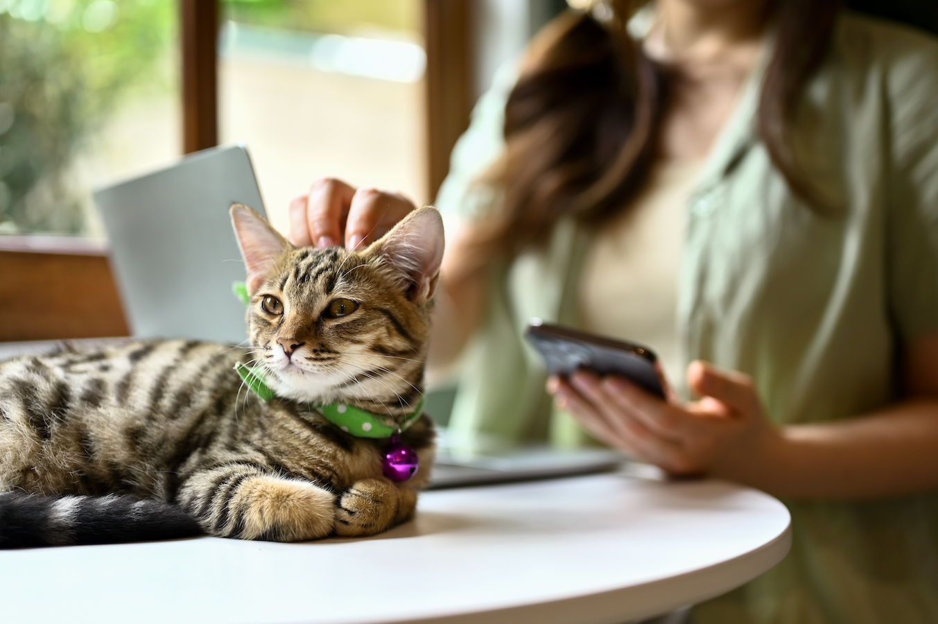 6 pet cafes in Saudi Arabia