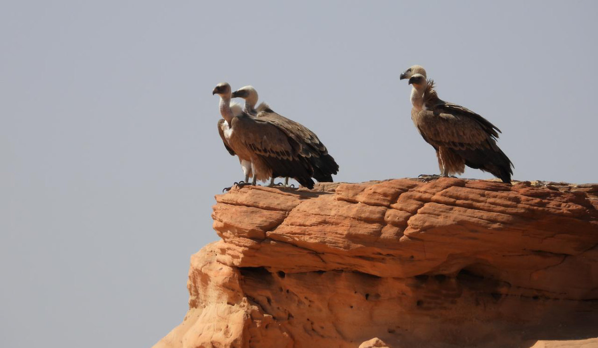 The authority revealed the registration of 290 wild bird species within the reserve, constituting a 58 percent of the total bird species documented in the Kingdom, totaling 499 species. (Supplied)