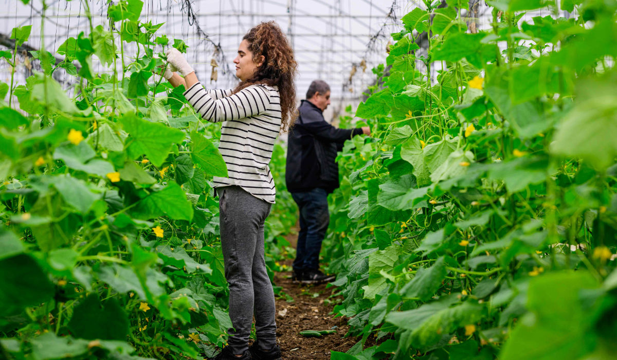 Volunteers tie up cucumber plants in a greenhouse in Baqa al-Gharbiya on December 9, 2023. (AFP)