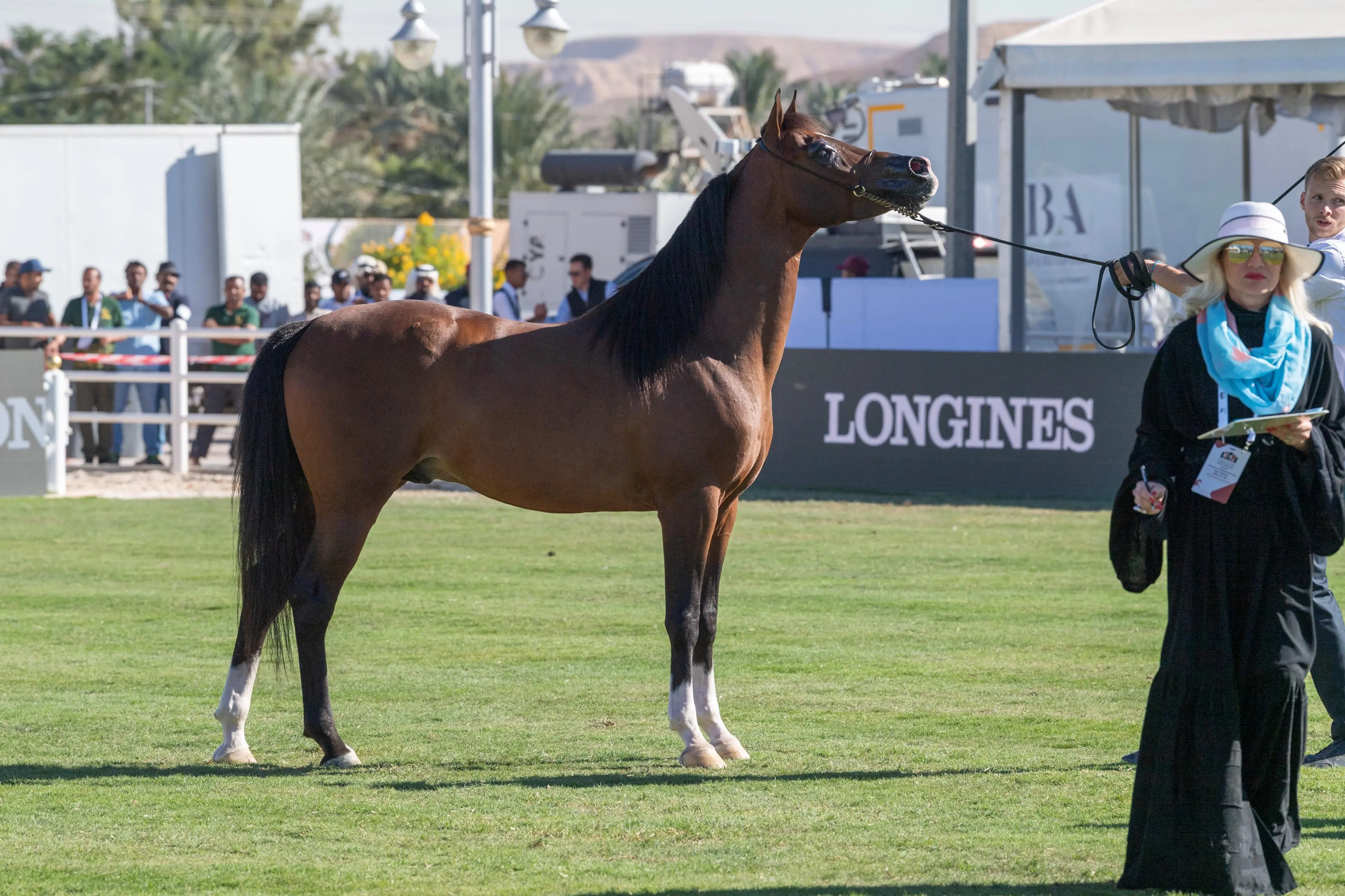 The closing ceremony featured a show by the mares participating in the championships. (SPA)