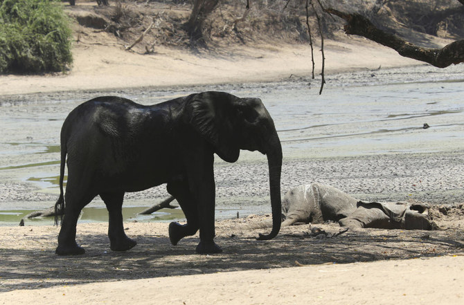 At least 100 elephants have died in Zimbabwe’s largest national park in recent weeks because of drought, their carcasses a grisly sign of what wildlife authorities and conservation groups say is the impact of climate change and the El Nino weather phenomenon. (AP/File)