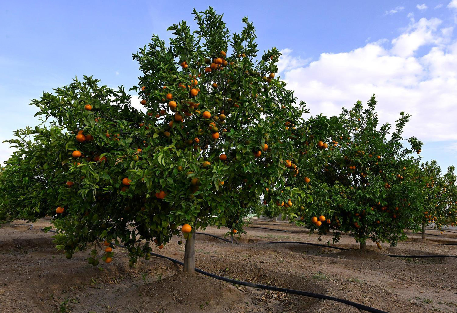 The Saudi government has been working to expand organic production and develop supportive services in the Kingdom since 2005. (SPA)