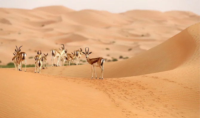 The film showcases Saudi Arabia’s diverse wildlife and highlights efforts to protect endangered species. (AFP)