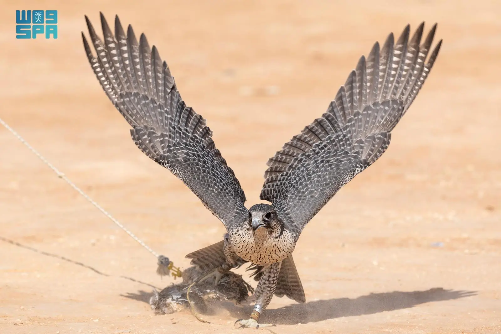 The first AlUla Falcon Cup 2023 will be held from Dec. 28 to Jan. 5. (SPA)