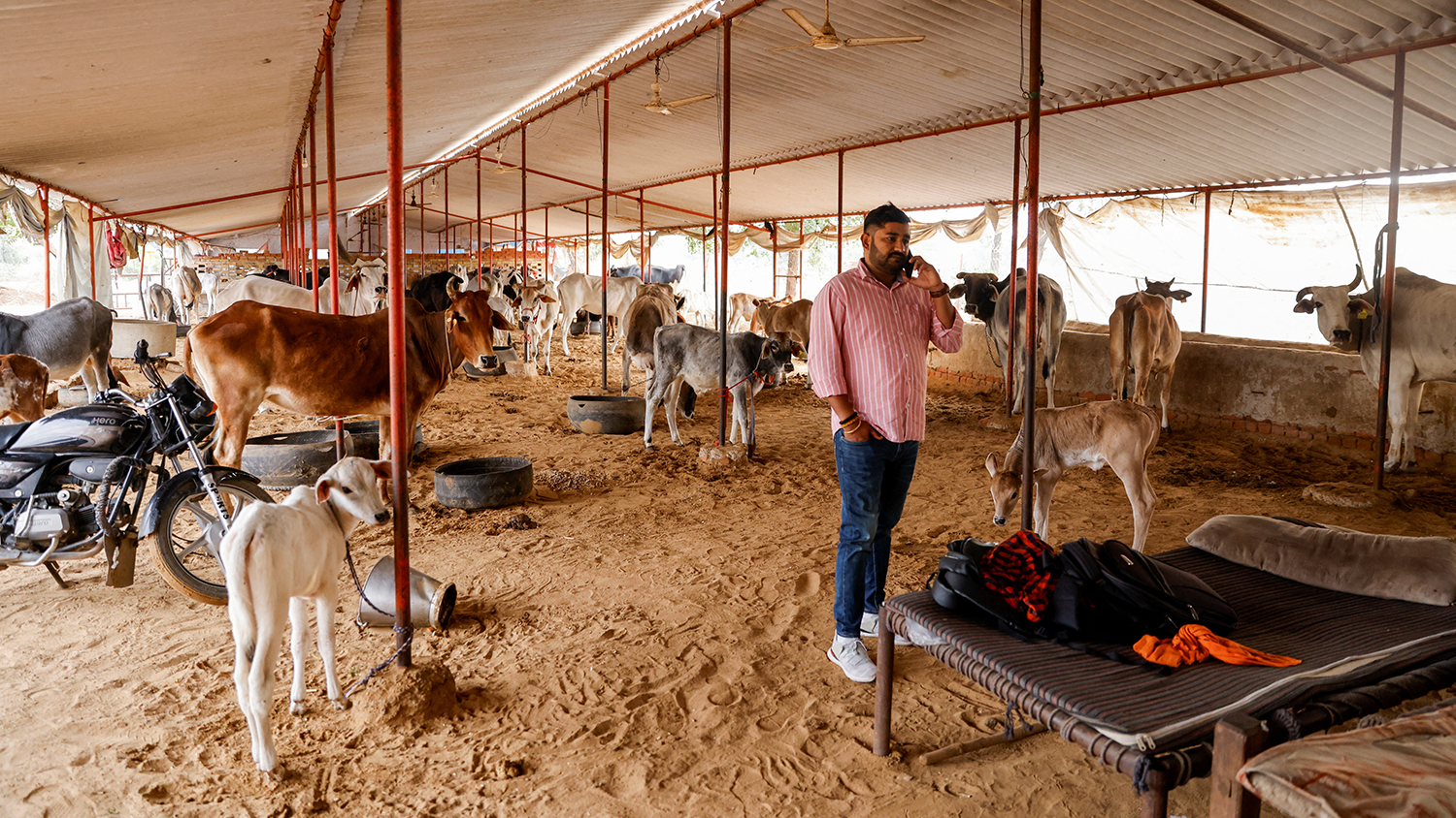Vishnu Dabad, 30, a Gau Rakshak or a cow protector and politician with the regional political party Jannayak Janta Party(JJP), speaks on his mobile phone at a cow shelter, run by him for injured and sick cows, in Chamdhera village, Haryana, India, on November 10, 2023. (REUTERS/File)
