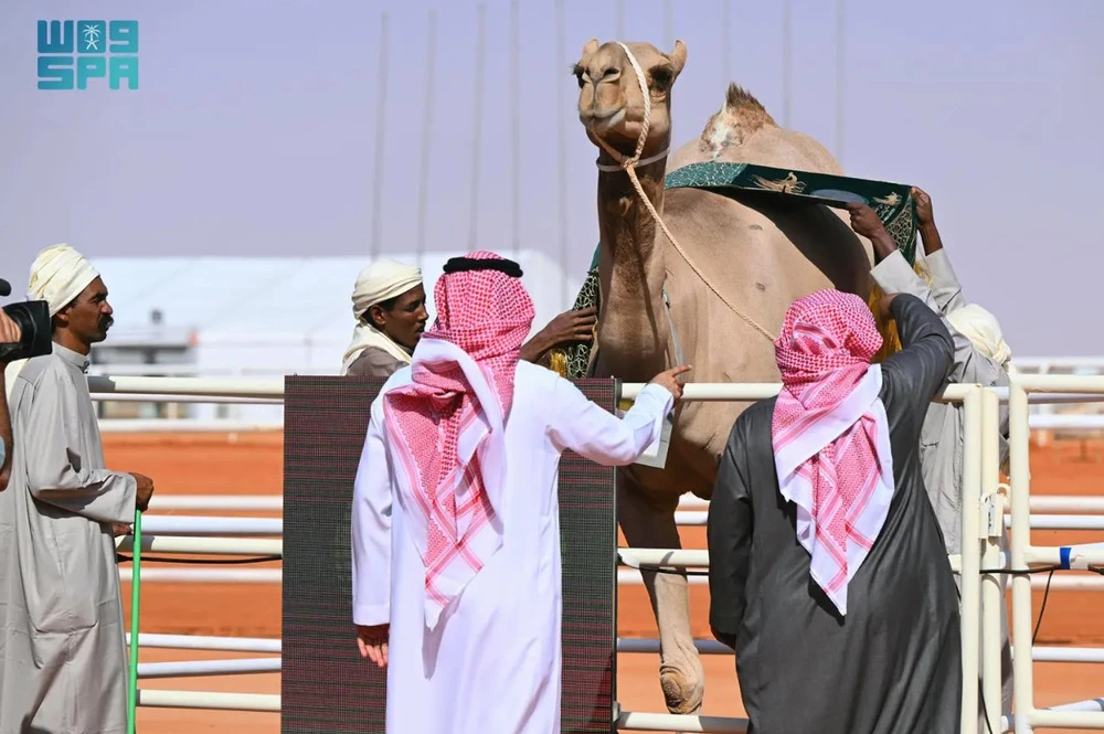 The eighth King Abdulaziz Camel Festival, organized by the Saudi Camel Club, kicked off today, taking “Glory to its People” as its slogan. (Supplied)