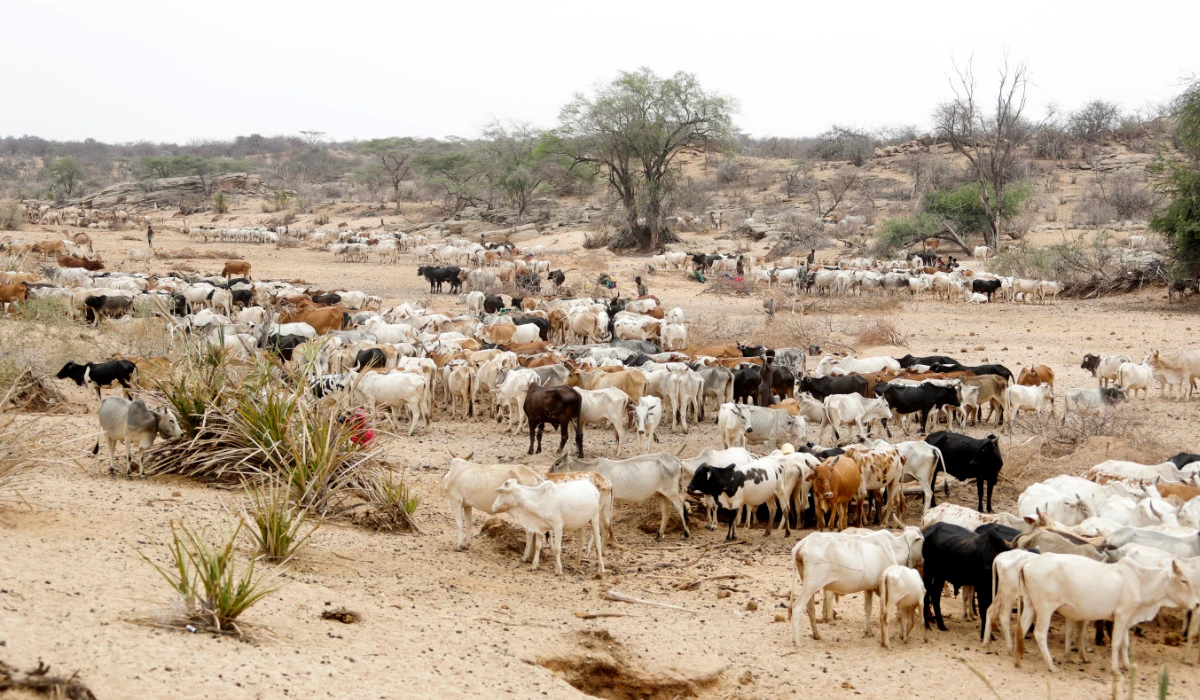 5 countries in East and southern Africa have anthrax outbreaks, WHO says, with 20 deaths reported