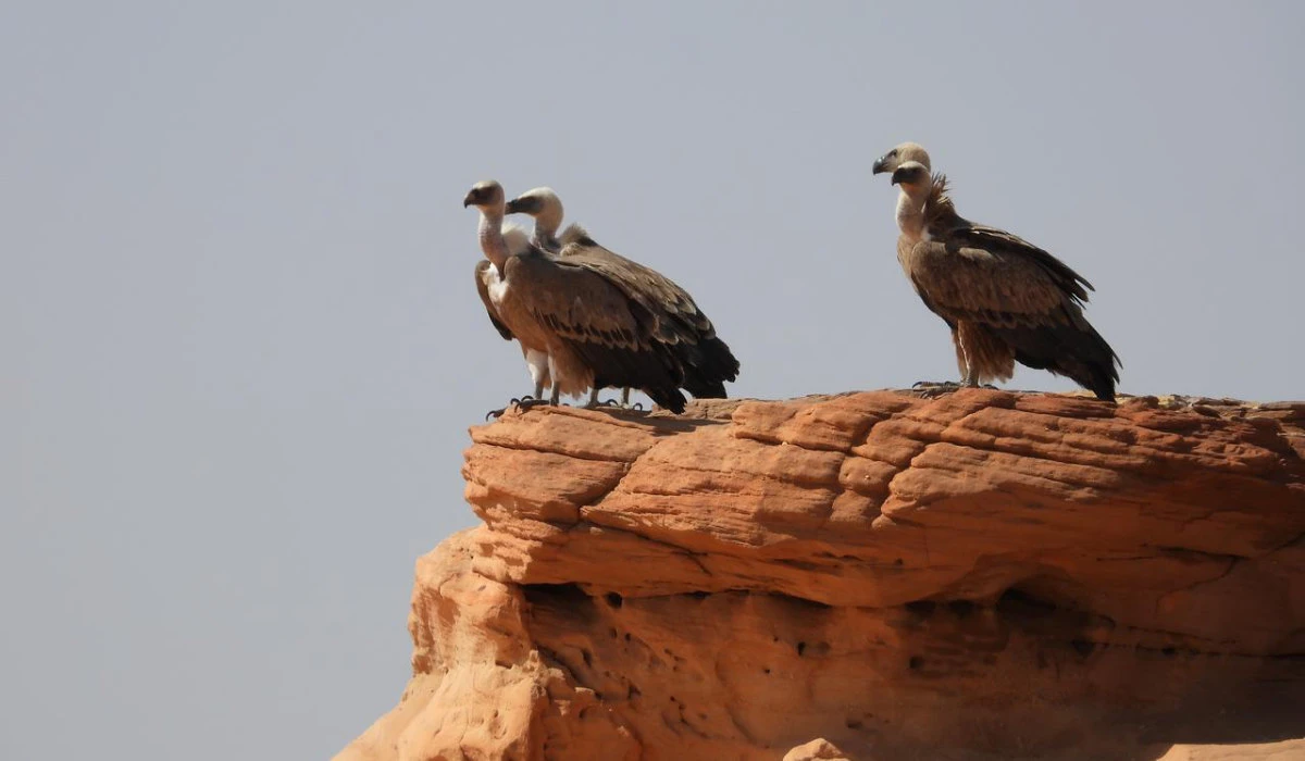 The authority revealed the registration of 290 wild bird species within the reserve, constituting a 58 percent of the total bird species documented in the Kingdom, totaling 499 species. (Supplied)