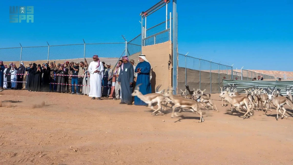 Releasing endangered species included (10) Arabian Oryx, (30) Reem gazelle, (6) Idmi gazelle by the officials of National Center for Wildlife, and Imam Abdulaziz bin Mohammed Royal Reserve, in presence of gathering of interested in wildlife. (SPA)