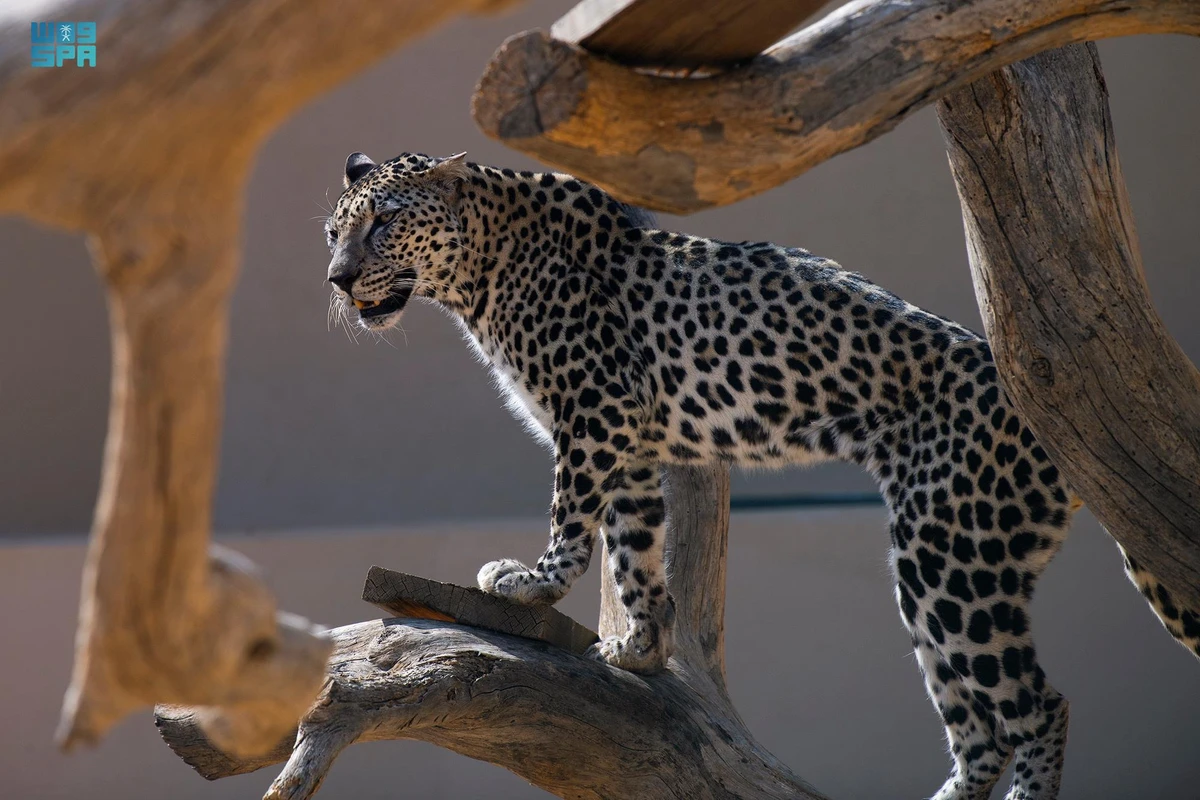 The completion runs until Feb. 10, coinciding with the International Day of the Arabian Leopard. (File/SPA)