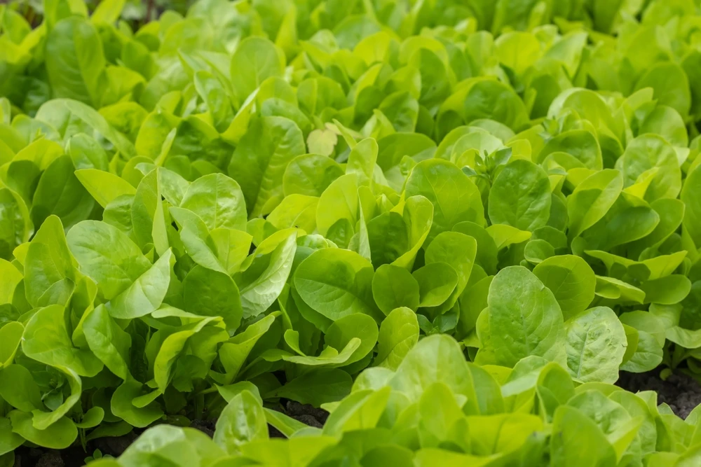 Established in 2018, AgriServ, wholly owned by the Saudi government, works to materialize the goals of the agricultural sector as outlined in Vision 2030. Shutterstock