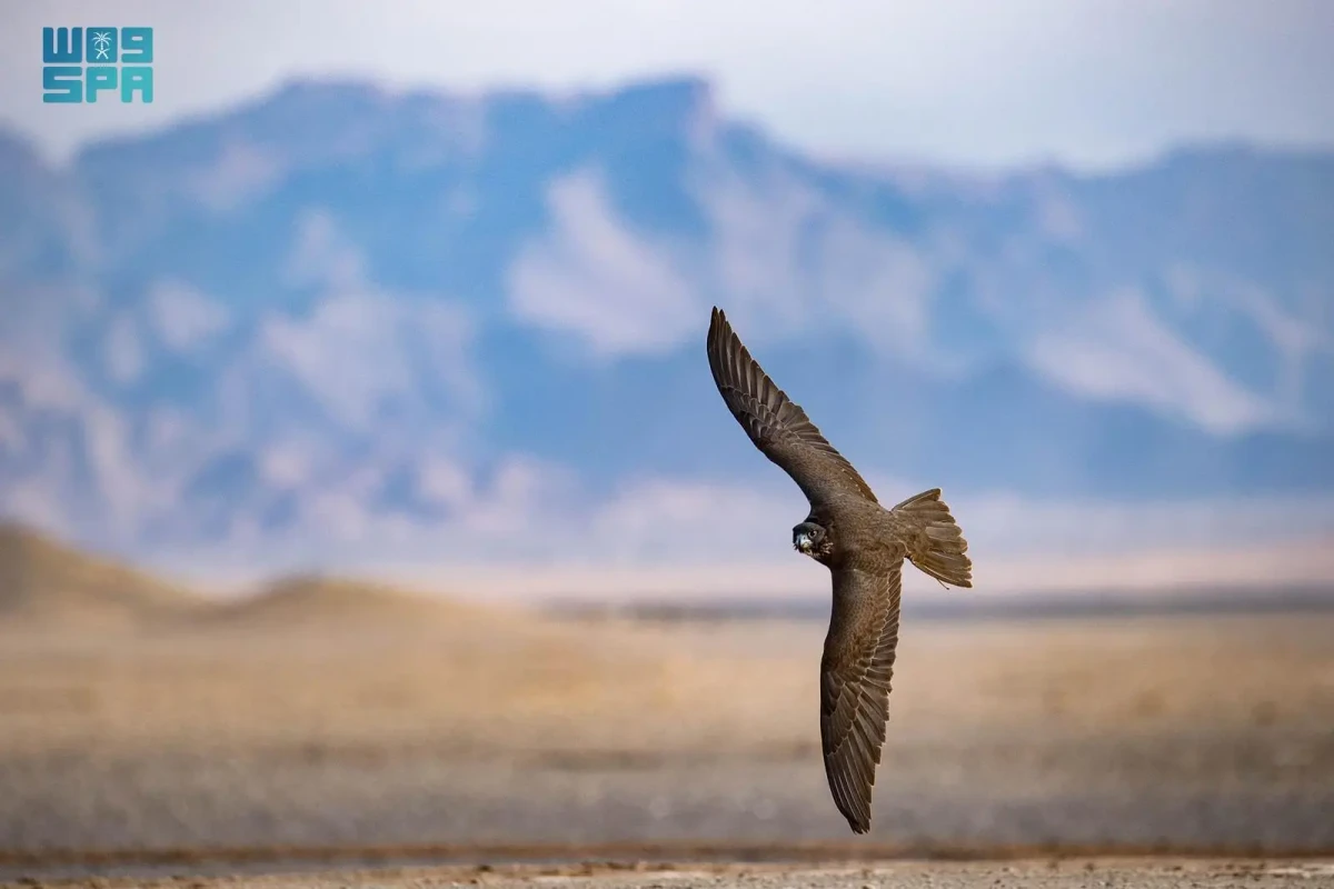 AlUla’s weather helped falcons to shine at cup, winners say