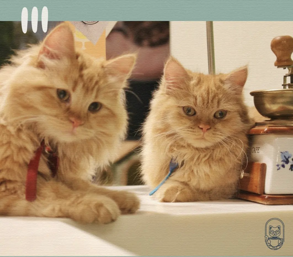 Cup Cat Cafe