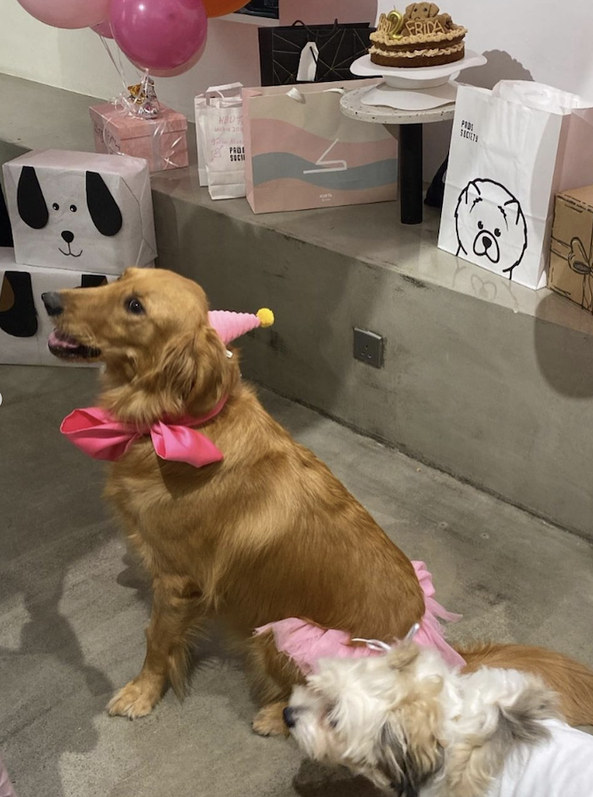 Paws Society