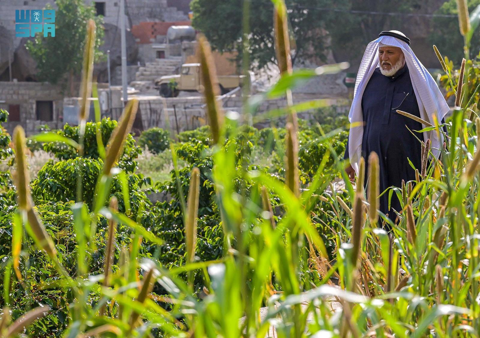 The coffee shrubs on the Shada Al-Asfal and Shada Al-Ala mountains produce a distinct type of bean that has become an in-demand commodity in Saudi Arabia. (SPA)