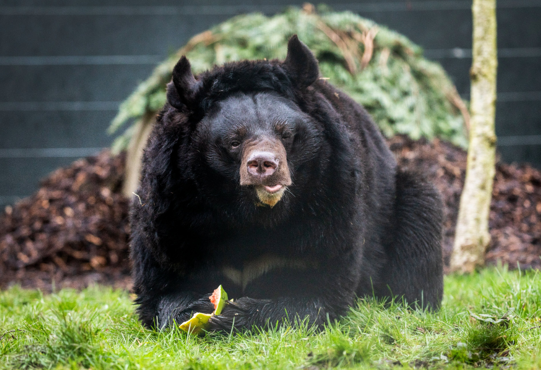 Scottish zoo re-homes black bear which survived war in Ukraine